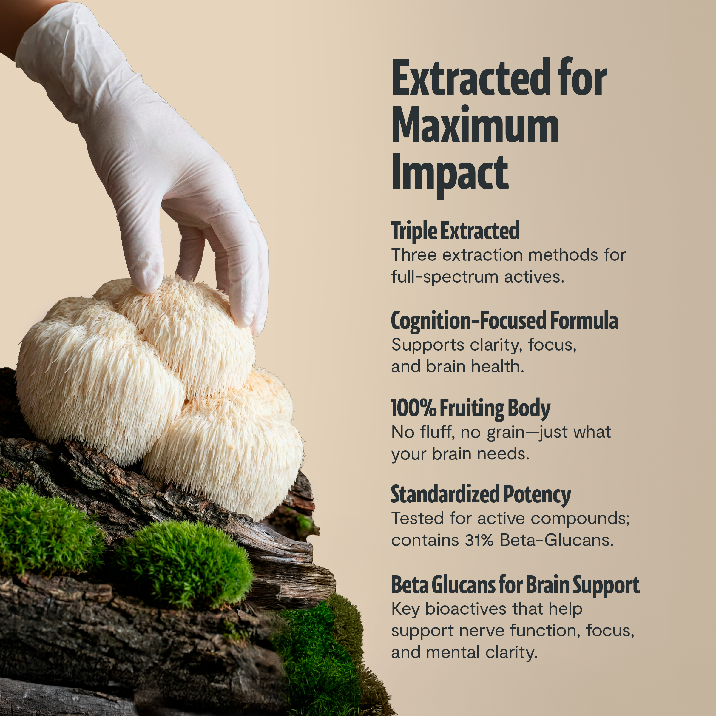 Lion's Mane Mushroom Extract Powder